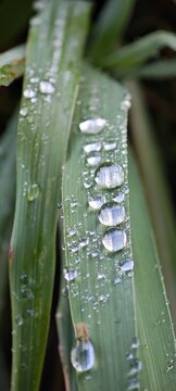 Wassertropfen auf Blatt