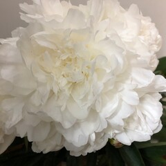 Beautiful close up of elegant white peony flowers in full bloom © LilliM