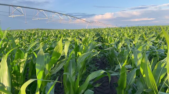 The field features tall corn plants with vibrant green leaves. An irrigation system is positioned above the corn, ensuring efficient irrigation for the crops.