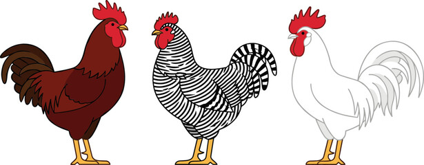 Rooster Breeds Vector Set Featuring Red Brown Rhode Island Hen Black White Barred Plymouth Rock and White Leghorn Cockerel for Farm Agriculture Graphic Designs © MdMostakin