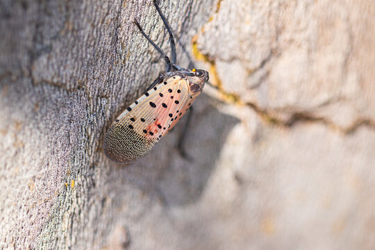 Closeup of a Spotted Lanternfly on Tree