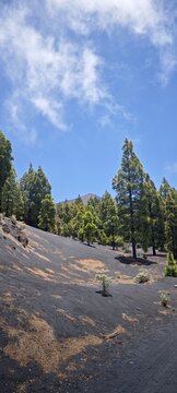 Pinienwald auf Vulkanasche auf La Palma