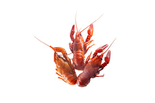 three Boiled Crayfish Isolated on White Background
