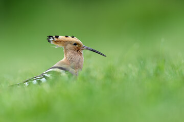 Eurasian Hoopoe Hidden in Green Grass © DK Visuals 
