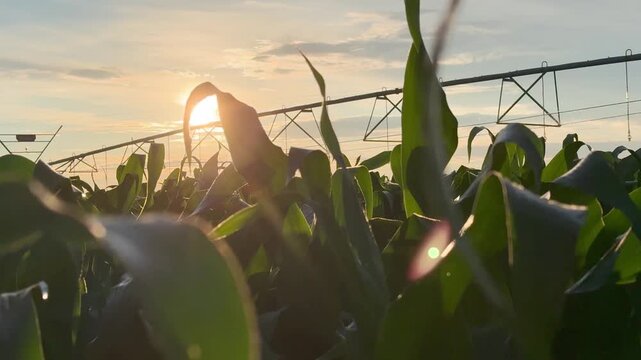 The field features vibrant corn crops, showcasing effective irrigation systems. The corn plants thrive under the sunlight, demonstrating the importance of proper irrigation.