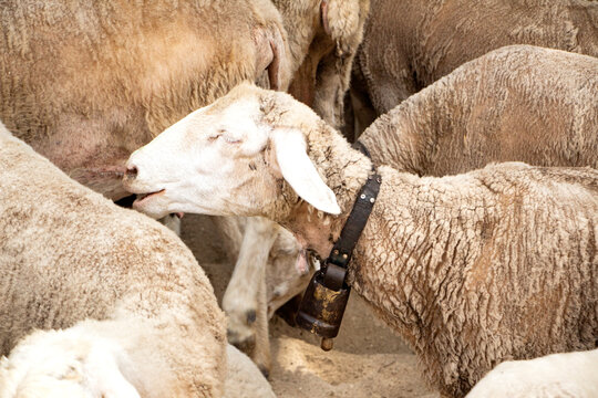 Las ovejas son uno de los animales m&aacute;s antiguos y esenciales en la historia de la ganader&iacute;a. Domesticadas hace miles de a&ntilde;os, han acompa&ntilde;ado a las comunidades rurales como fuente de lana, leche