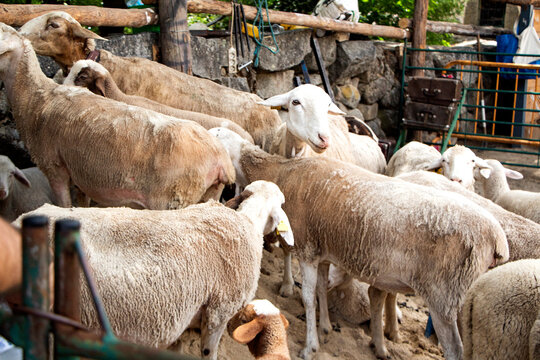 Las ovejas son uno de los animales m&aacute;s antiguos y esenciales en la historia de la ganader&iacute;a. Domesticadas hace miles de a&ntilde;os, han acompa&ntilde;ado a las comunidades rurales como fuente de lana, leche