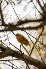 Fototapeta premium Sicalis flaveola boton amarillo little yellow bird standing in a branch on a sunny day