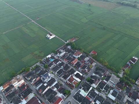 Aerial view of a residential neighborhood with tiled roofs bordering expansive green rice paddies in the rural landscape of Bantul, DI Yogyakarta, Indonesia.