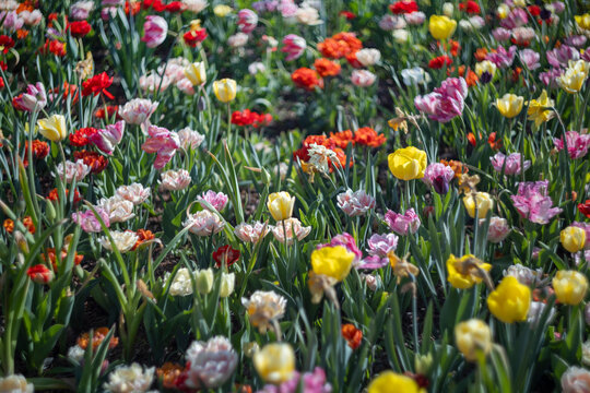 Vibrant field of colorful blooming tulips in spring garden.