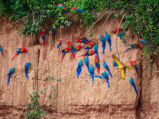 Vibrant macaws gathered on a clay lick in the Amazon rainforest of Peru © Martin