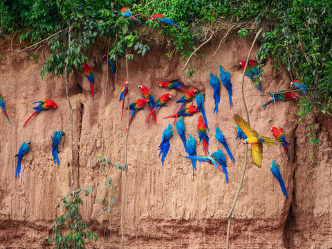 Vibrant macaws gathered on a clay lick in the Amazon rainforest of Peru