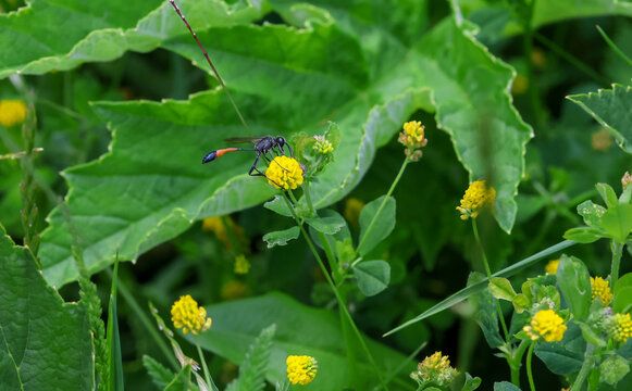 macro of a ammophila sabulosa the red-banded sand wasp on a medicago lupulina blossom