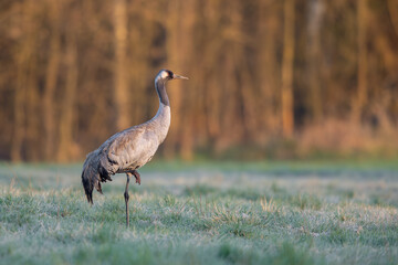 Obraz premium Common Crane at Sunrise