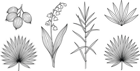 Botanical line art collection featuring lily of the valley palm fronds and tropical leaves vectors © MdAminur