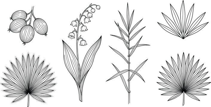 Botanical line art collection featuring lily of the valley palm fronds and tropical leaves vectors