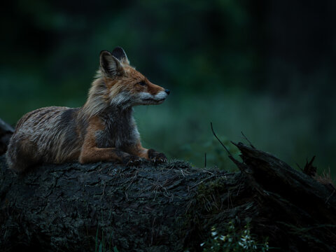 fox in the wild