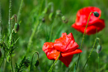 Naklejka premium Poppies bloom profusely in the spring in the flower beds of Zuidplas