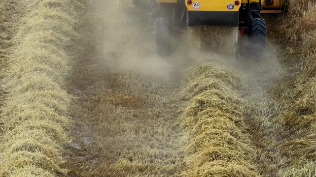 A drone shot of a modern combine harvester harvesting in a golden-yellow wheat field. Straight lines and a striking view of agricultural production.
