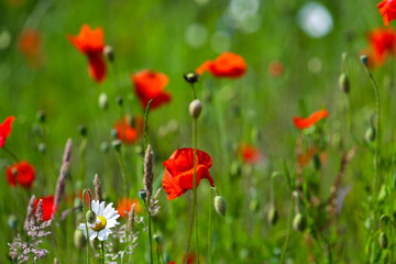 Naklejka premium Poppies bloom profusely in the spring in the flower beds of Zuidplas