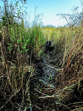 A peaceful walking trail winding through natural twigs, brush, and native vegetation in the coastal environment of Goleta, California.