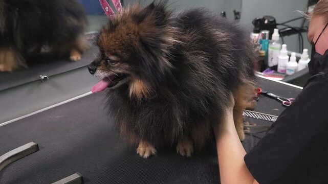 Close-up of a veterinarian shearing a Pomeranian dog with scissors. The groomer is in a pet care salon.