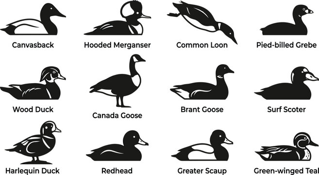 North American Waterfowl Silhouette Vector Set Featuring Wood Duck, Canada Goose, Canvasback, and Common Loon Icons for Wild Bird Hunting Logos