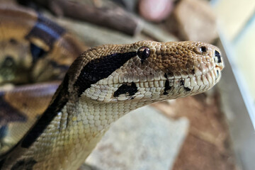 Fototapeta premium Close Up Portrait of a Boa Constrictor Snake Head with Detailed Scales and Eyes, Exotic Reptile in Terrarium
