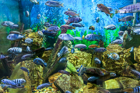 Colorful Cichlid Fish Swimming in Freshwater Aquarium, Tropical Aquatic Life Display, Underwater Scene, Aquarium Exhibit.