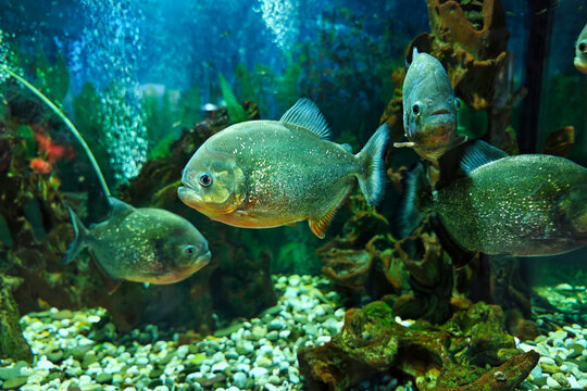School of Red-Bellied Piranhas Swimming in Freshwater Aquarium, Close Up of Exotic Predatory Tropical Fish Underwater