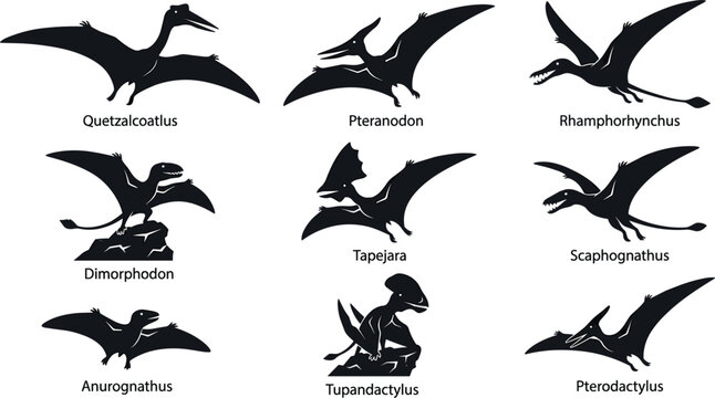 Pterosaur Flying Reptile Silhouette Vector Set Featuring Pterodactyl, Pteranodon, and Quetzalcoatlus Icons for Dinosaur Paleontology Logos and Prehistoric History Graphics