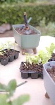 Vertical video: Camera is moving in and down, focusing trays and planter on table, showing sprouts