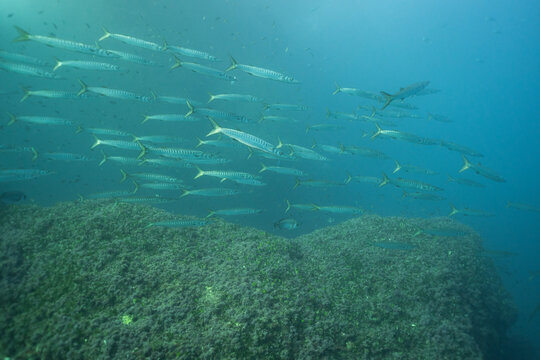 Barracuda swimming with school of fish in Mediterranean Sea