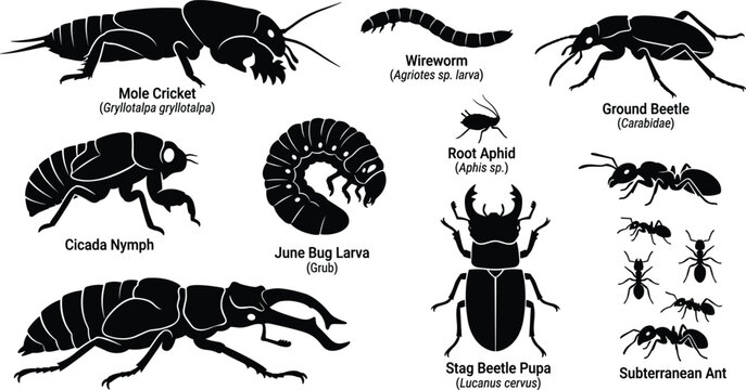 Soil Insect and Underground Bug Silhouette Vector Set for Pest Control Branding, Entomology Education, and Garden Agriculture Icon Designs