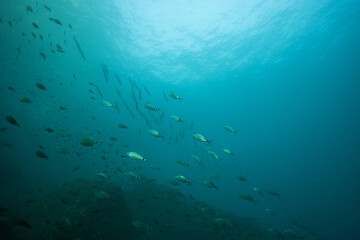 Obraz premium Large school of silver fish swimming underwater in Mediterranean Sea