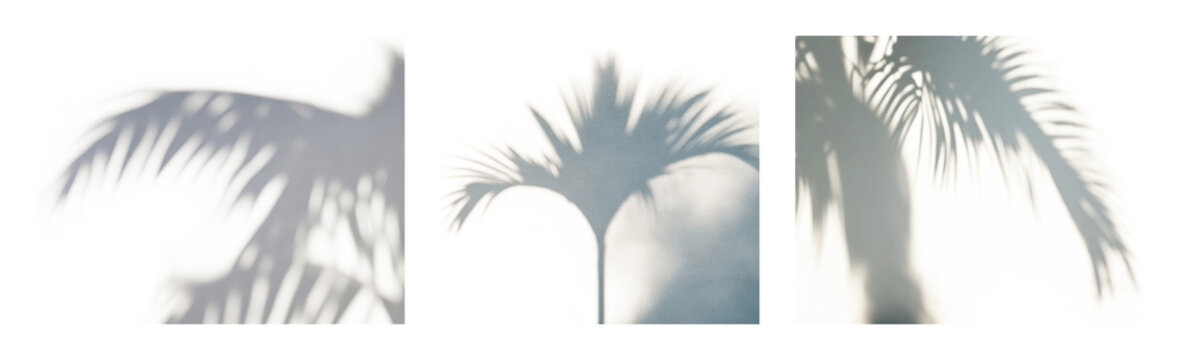 PNG Abstract palm tree shadows, transparent background
