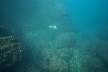 Obraz premium Single ray swimming over rocky seabed in Mediterranean Sea