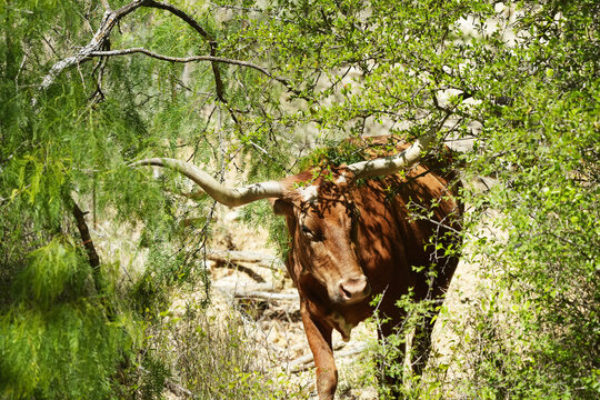 Texas longhorn cow walking through dense brush in a natural habitat