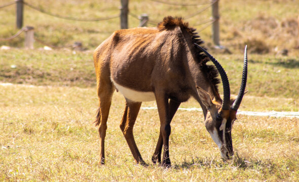 lone sable antelope