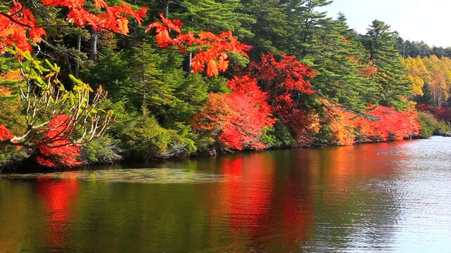 白駒池のドウダンツツジの紅葉