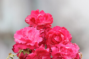Obraz premium Pink rose blooms covered in fresh dew drops