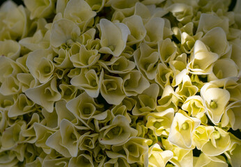 Obraz premium Close-up of a white hydrangea blossom. 