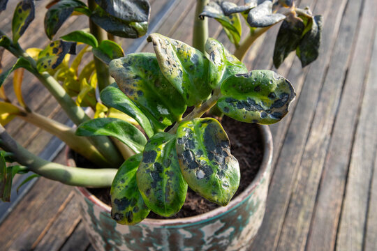 Zamioculcas zamiifolia with frost damage.