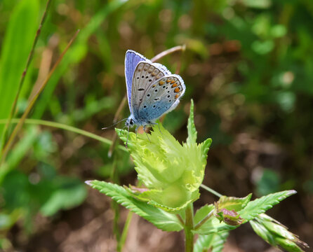 macro of a male polyommatus icarus the common blue butterfly on a yellow-rattle blossom