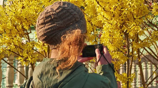 Teenage girl photographing of Forsythia. Forsythia is a genus of flowering plants in the olive family Oleaceae.