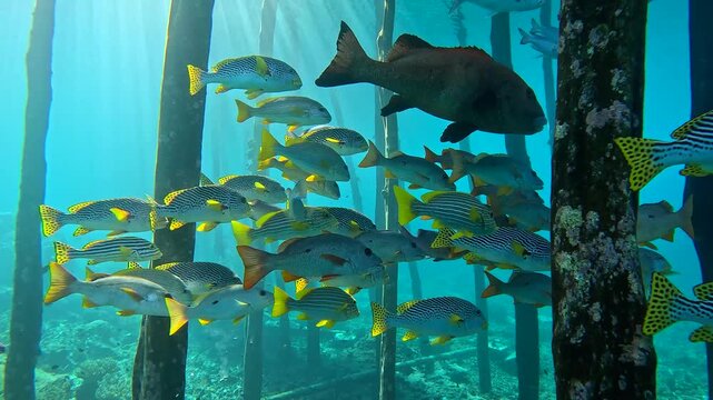 Sweetlip School of Fish Swimming on Coral Reef Bottom in Tropical Ocean Waters Indonesia.