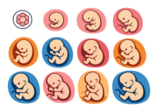Showing fetal development, the vector icons illustrate the human life cycle from early embryo through pre-birth stages