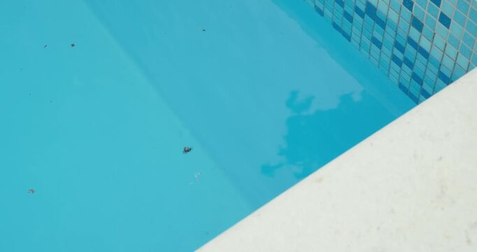 Close-up view of a swimming pool surface showing insects floating in the water. Focus on water cleanliness, maintenance issues, and environmental conditions in a pool setting.