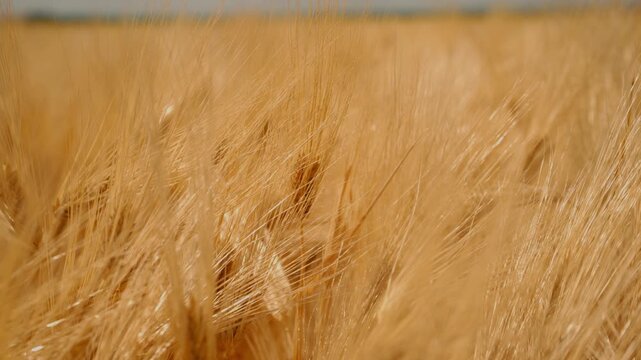 Golden wheat field close-up showing ears and stalks for harvest, agriculture and rural summer, 4K