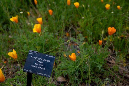A small black botanical sign reading Winecup Clarkia, Clarkia purpurea subsp. viminea, planted in 2023, stands amidst a field of delicate orange poppy-like flowers and green grass.